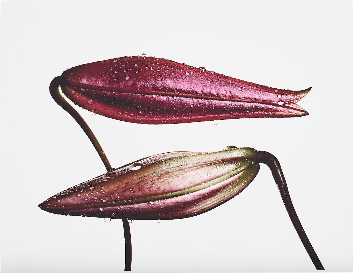 Imperial Pink Bud (top), Imperial Gold Bud (bottom), New York by Irving Penn