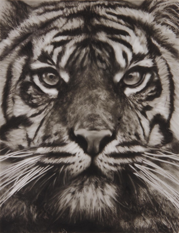 Study of Tiger Head 18 by Robert Longo