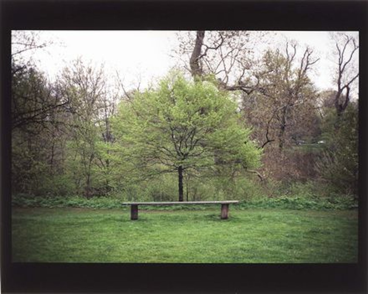 Tree Bench by Gabriel Orozco