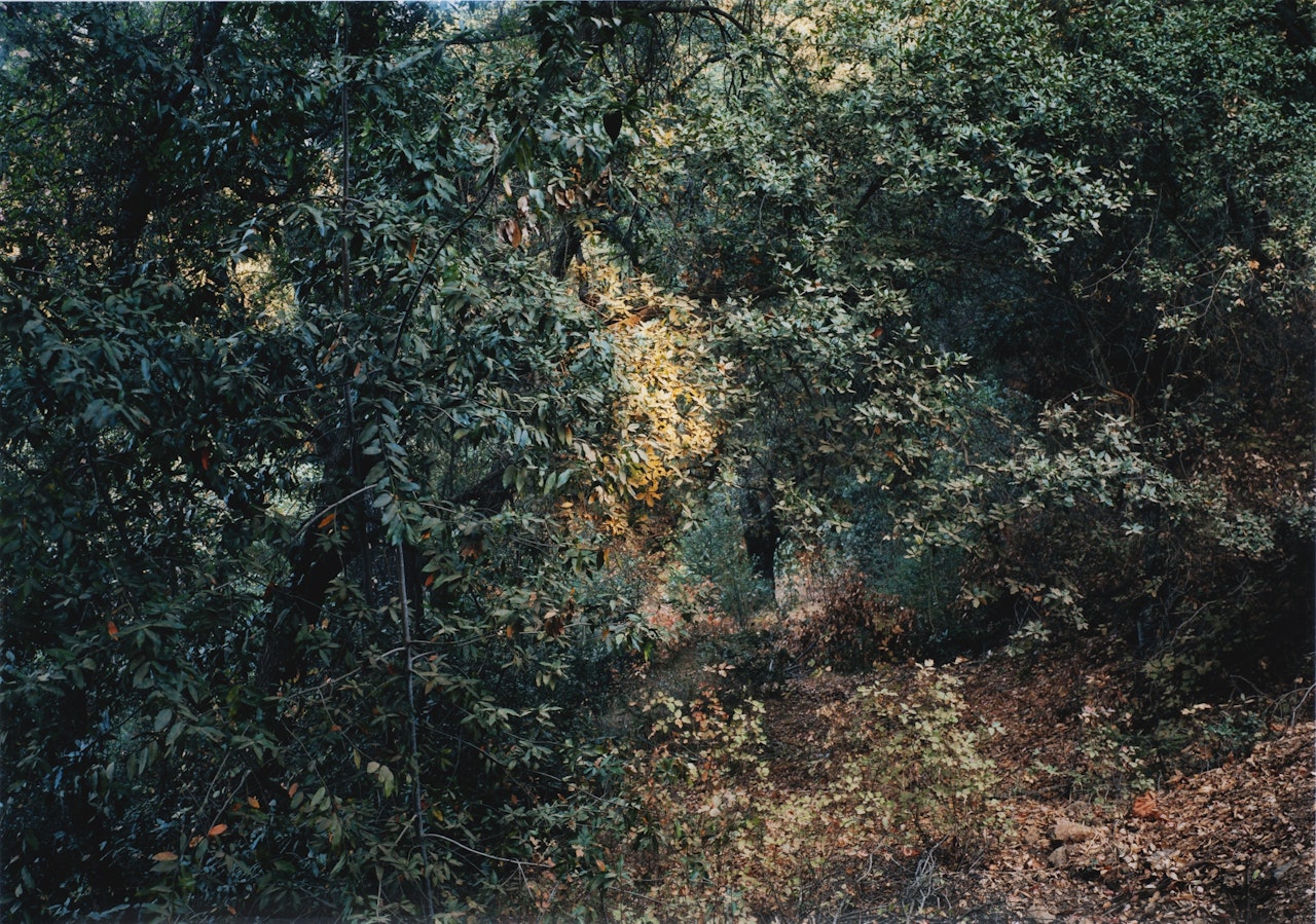 PARADISE 17, CALIFORNIA by Thomas Struth