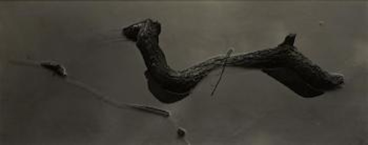 Detroit Log by Harry Callahan