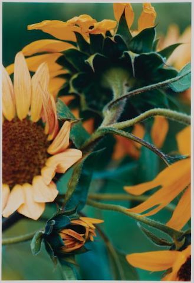 Pflanze No. 65. Sonnenblumengruppe, Winterthur by Thomas Struth