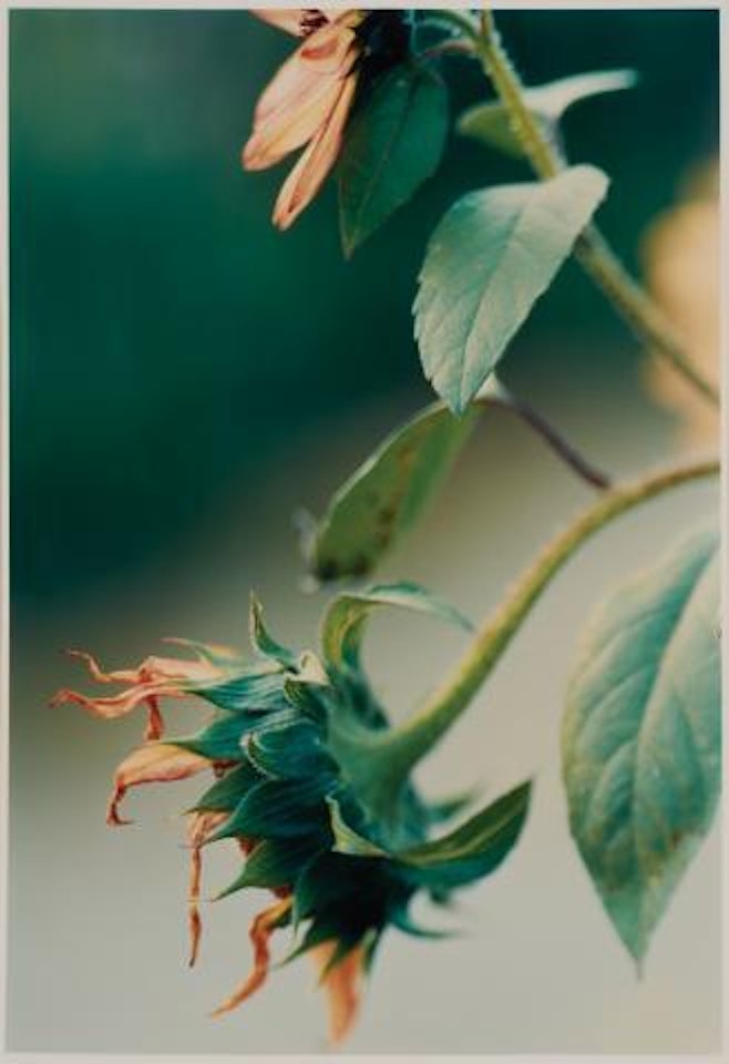 Pflanze No. 67. Alte Sonnenblumen, Winterthur by Thomas Struth
