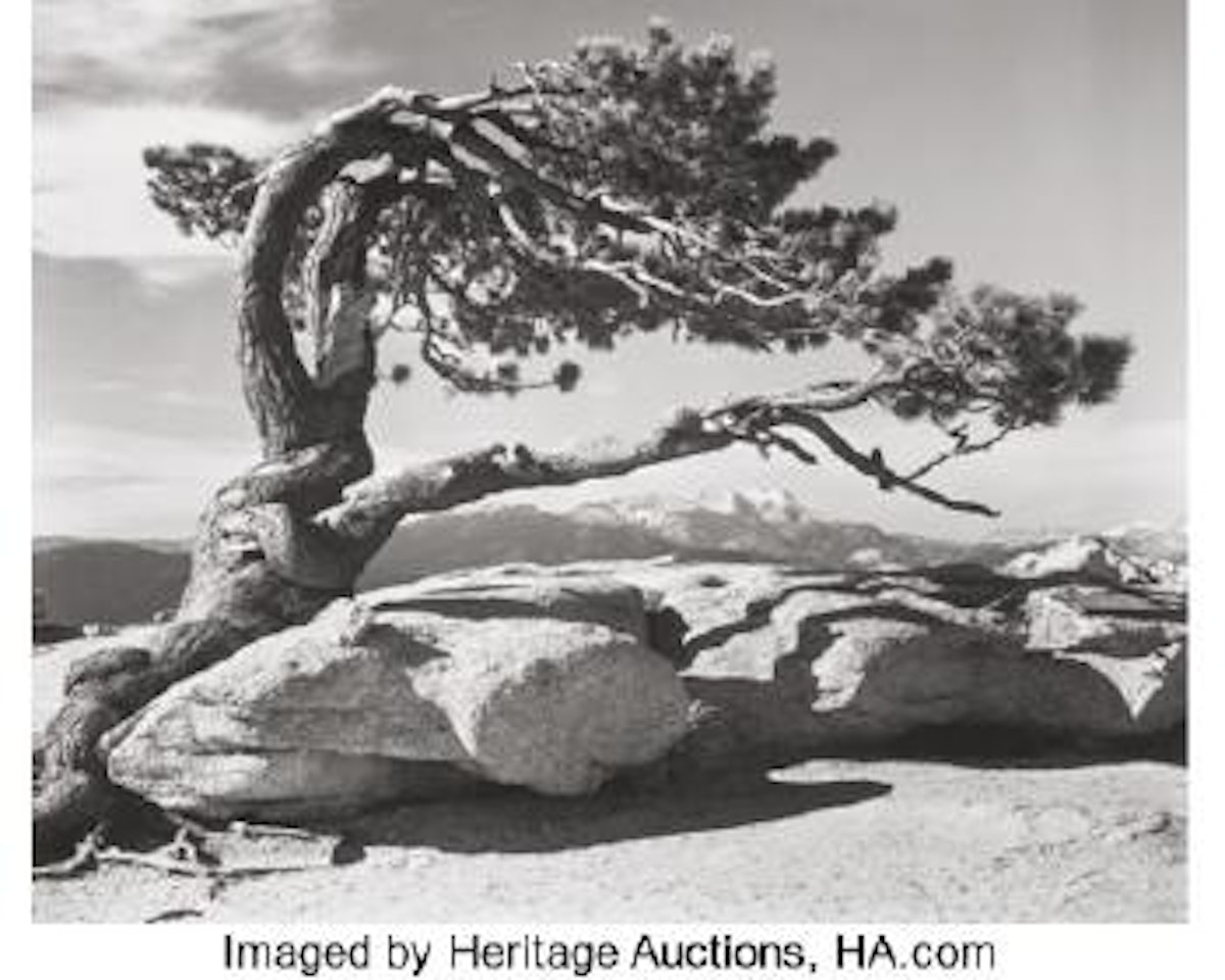 Jeffrey Pine, Sentinel Dome, Yosemite National Park ,
1940 by Ansel Adams