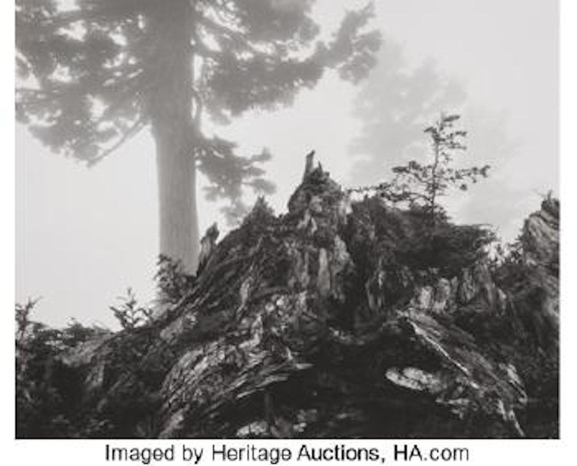 Tree, Stump and Mist, Northern Cascades, Washington, from Portfolio VII ,
1958
,
Printed
1976 by Ansel Adams
