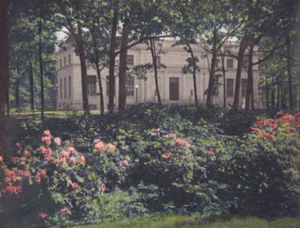 Rhododendron Hollow-Wellesley by Paul Strand