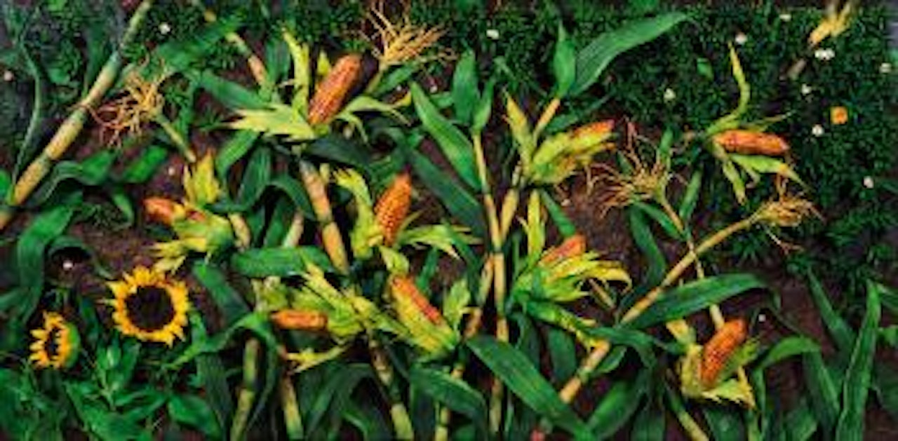 Campo di granoturco ,
2001 by Piero Gilardi