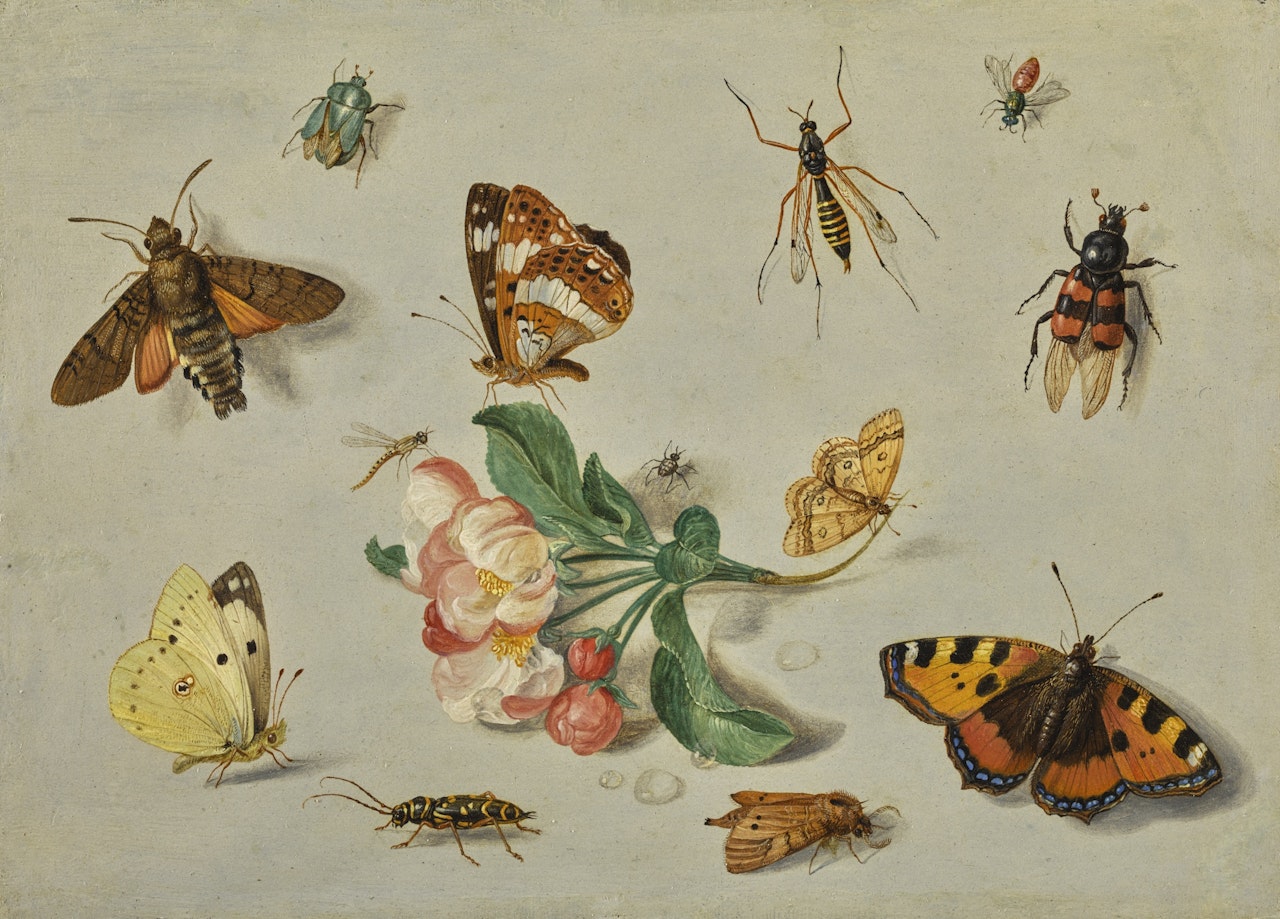 BUTTERFLIES, MOTHS, A DRAGONFLY AND OTHER INSECTS, WITH A SPRING OF APPLE BLOSSOM by Jan Van Kessel The Elder