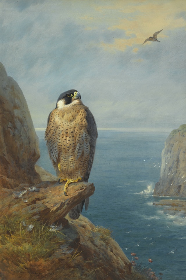 A PEREGRINE FALCON PERCHED ON A SEA CLIFF by Archibald Thorburn
