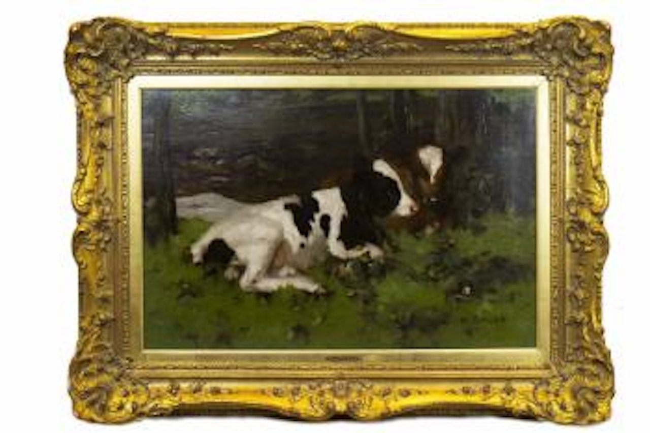 Resting Calves by David Gauld