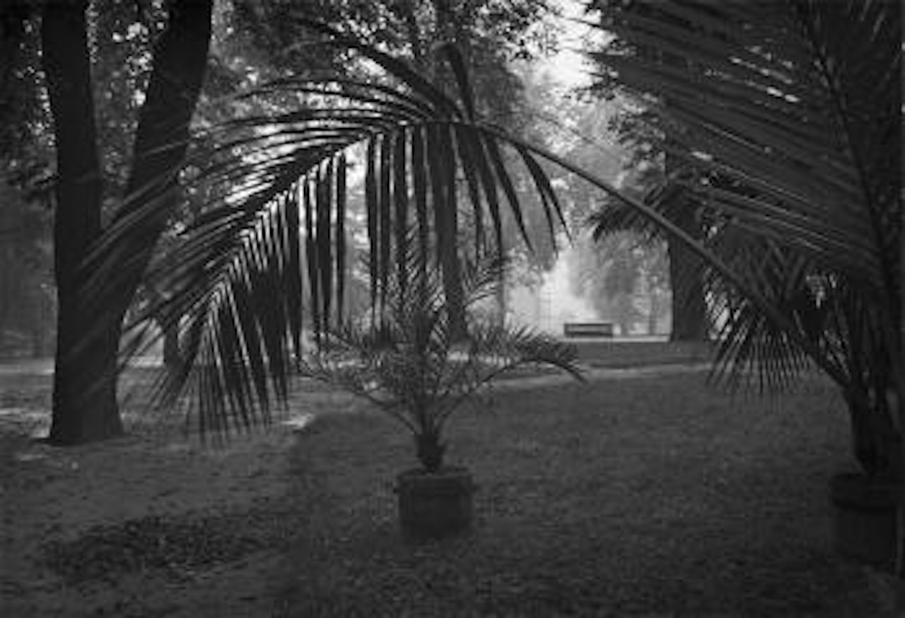 Palme. Schlossgarten in Prag by Josef Sudek