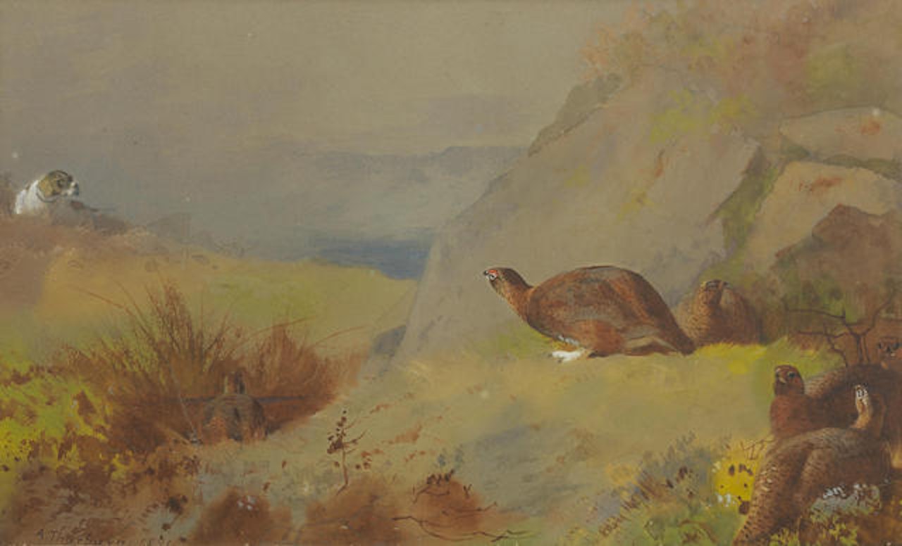 Study for Grouse on the Moor by Archibald Thorburn
