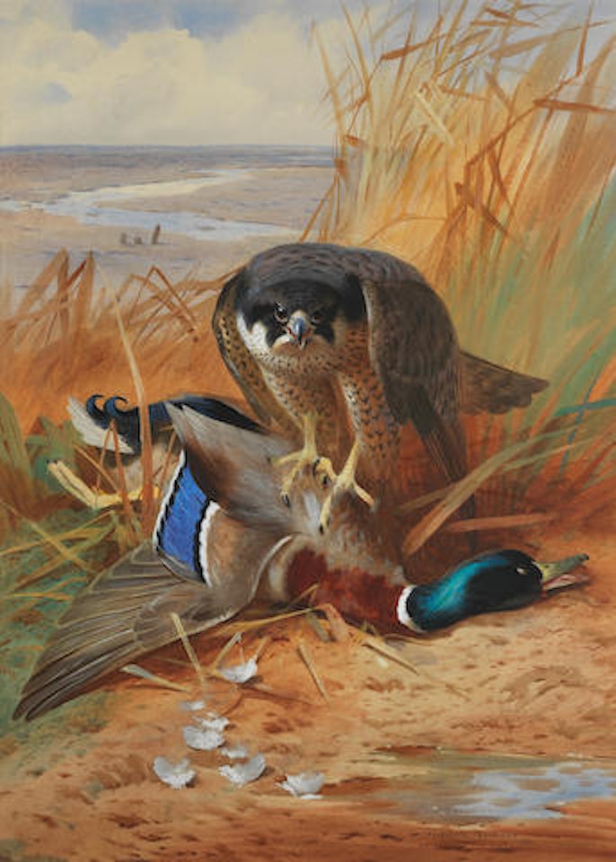 Peregrine falcon and mallard duck on a sandbank by Archibald Thorburn