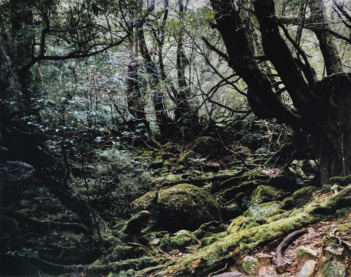 PARADISE 13, YAKUSHIMA/JAPAN by Thomas Struth