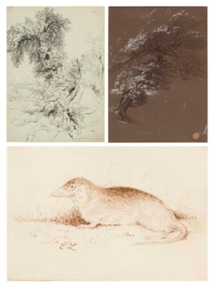 Study of trees near Sorrento; together with Study of a Tree at Pelago and Vole by Edward Lear