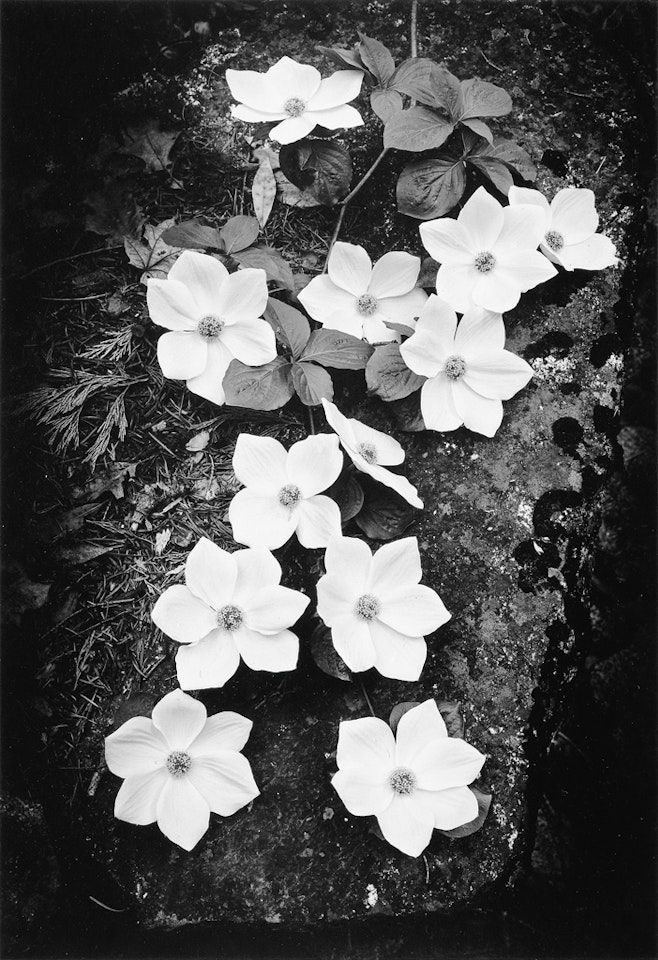Dogwood Blossoms by Ansel Adams