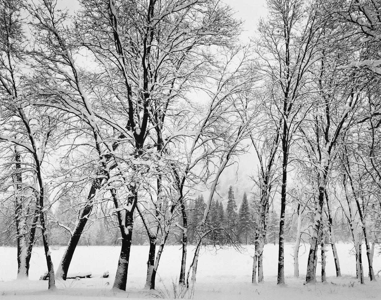 Young Oaks In Snow, Winter, Yosemite National Park by Ansel Adams