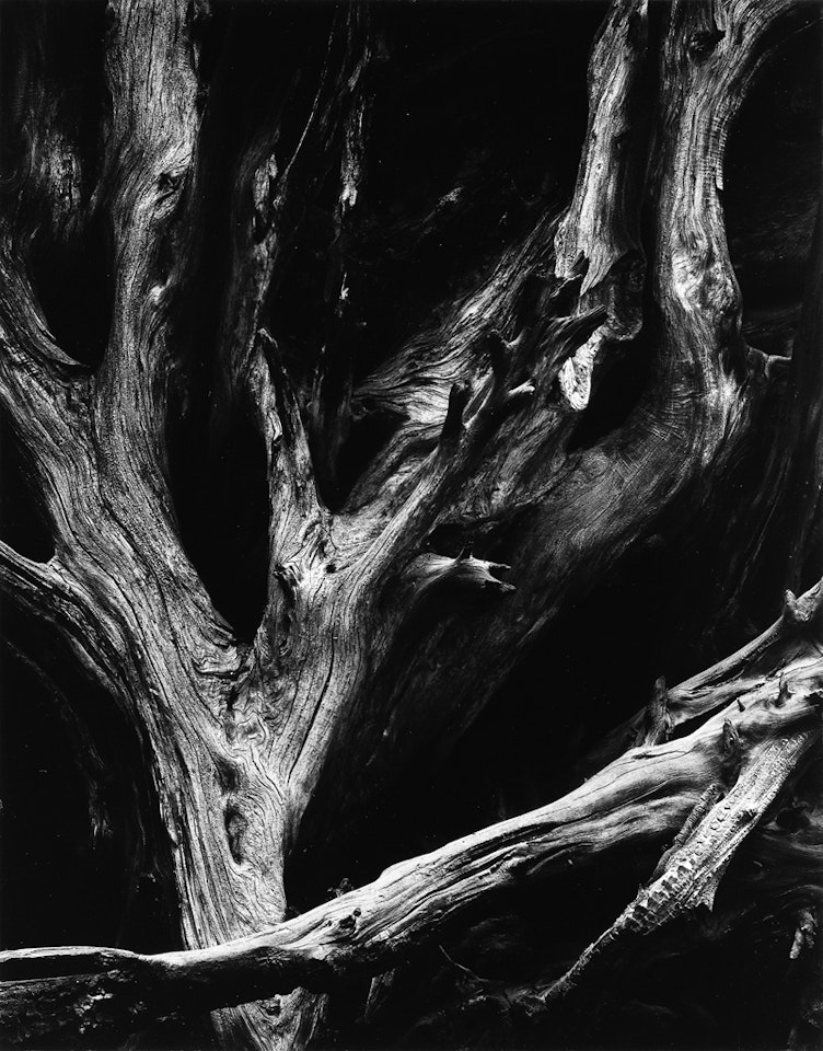 Sequoia Roots, Mariposa Grove, Yosemite National Park, California by Ansel Adams