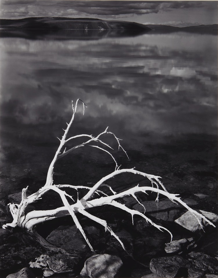 WHITE BRANCHES, MONO LAKE, CALIFORNIA' by Ansel Adams