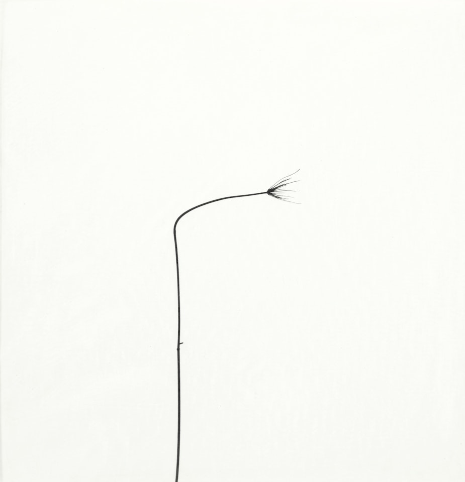 WEED AGAINST SKY by Harry Callahan