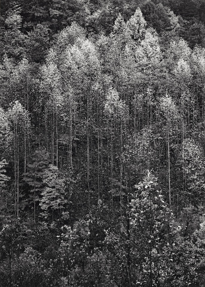 DAWN, AUTUMN, GREAT SMOKY MOUNTAINS NATIONAL PARK, TENNESSEE' by Ansel Adams