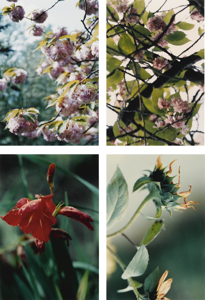 PFLANZEN, NR. 22, 35, 67 AND 70 by Thomas Struth