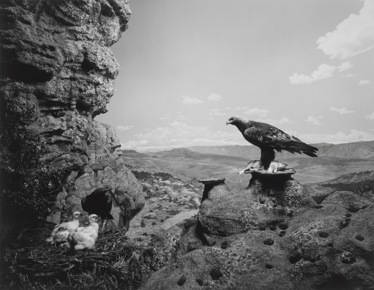 GOLDEN EAGLE' by Hiroshi Sugimoto