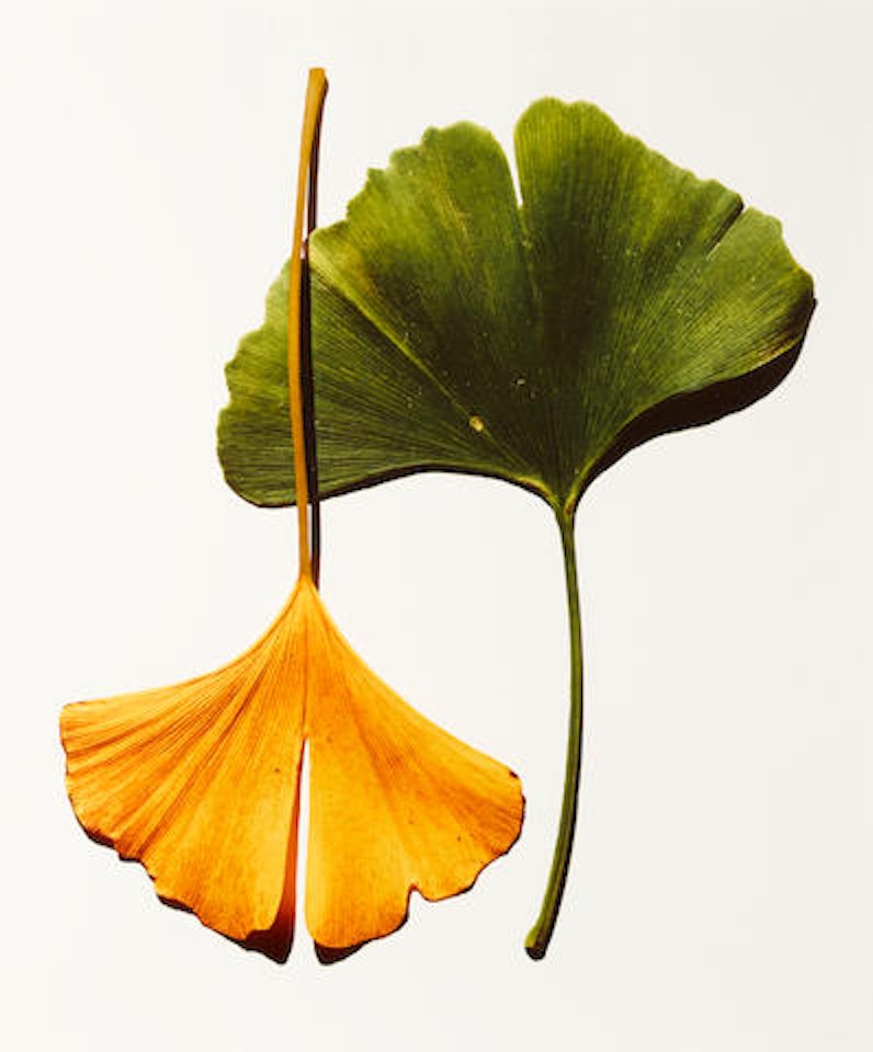 Ginkgo Leaves (New York) by Irving Penn