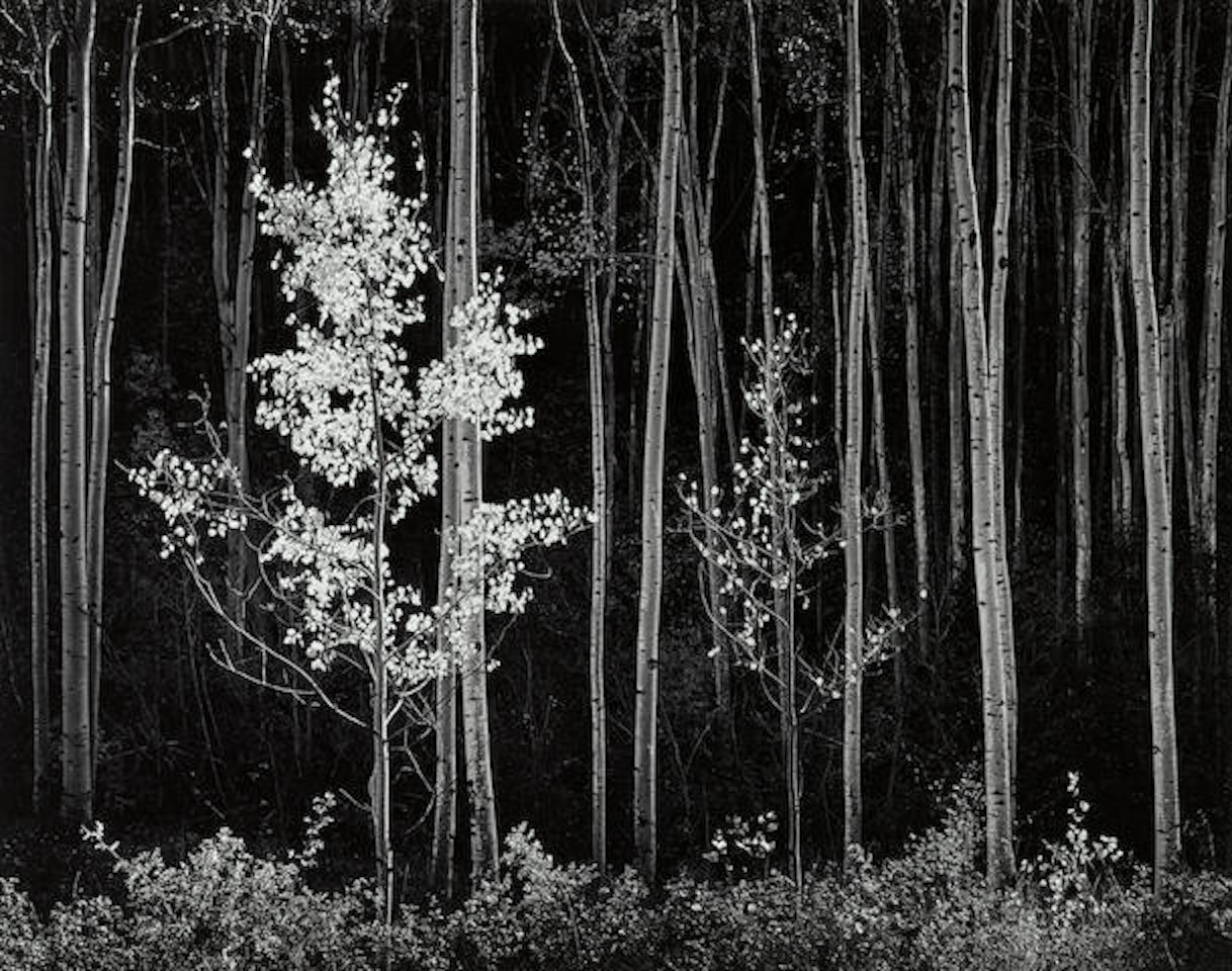 Aspens, Northern New Mexico by Ansel Adams