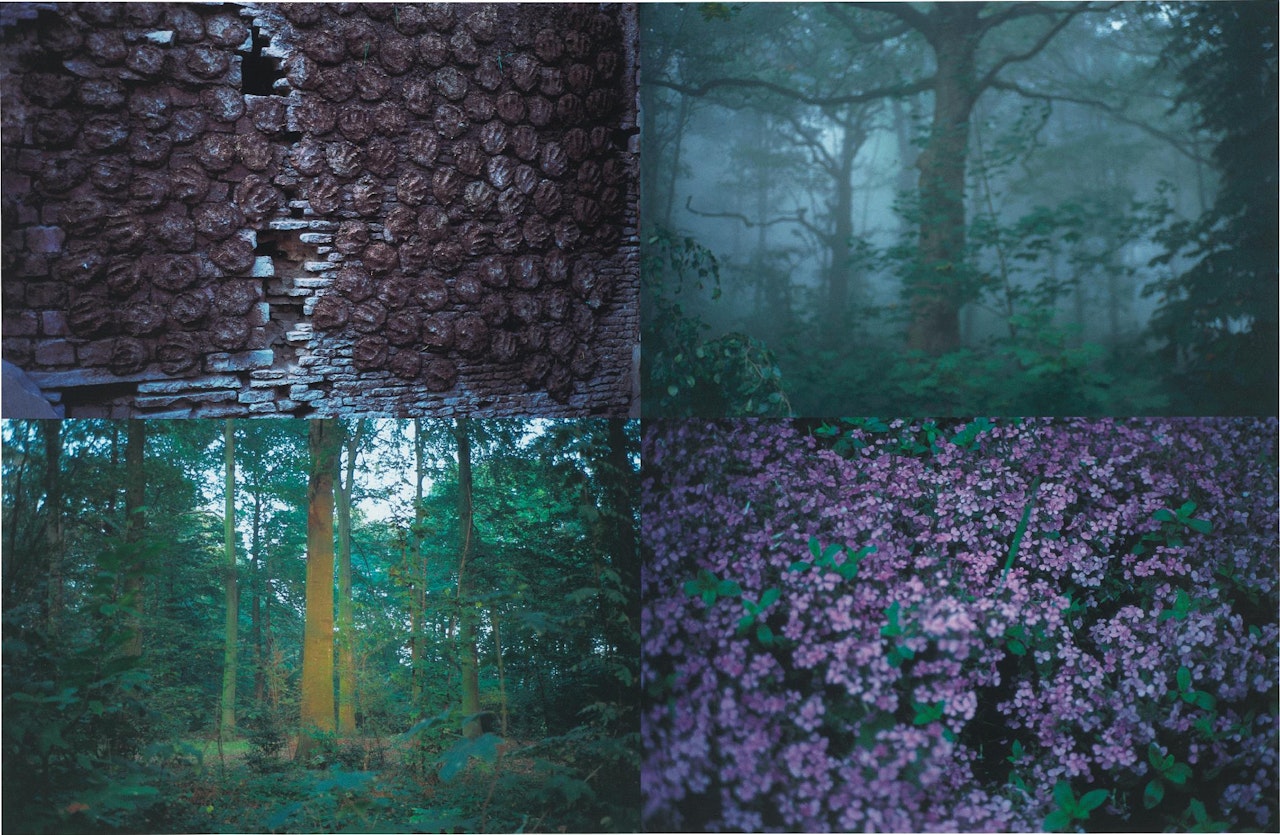 Follaje (Foliage) by Gabriel Orozco