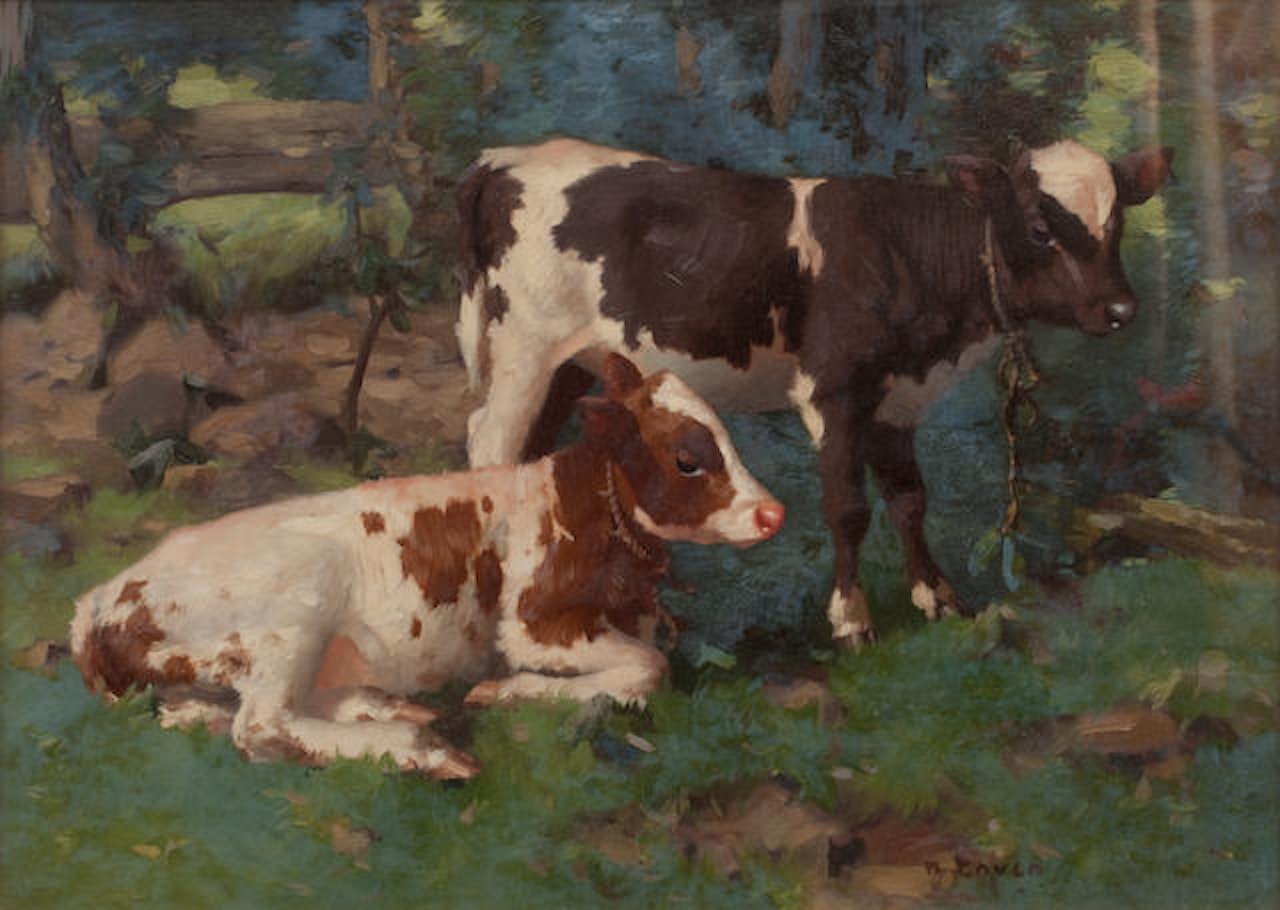 Calves by David Gauld