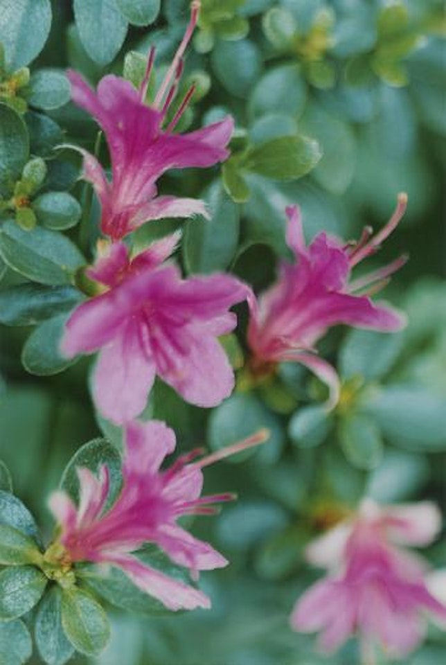 Pink Azalea, Düsseldorf, Neaderstraße ,
1993 by Thomas Struth