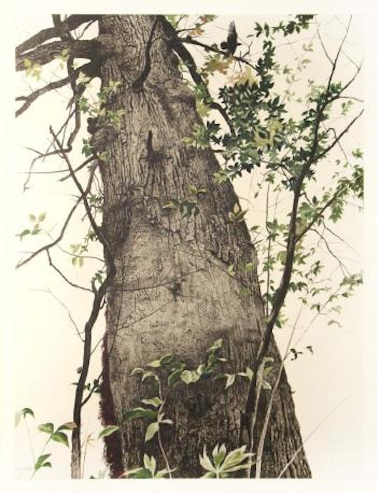 The oak ,
1956 by Andrew Wyeth