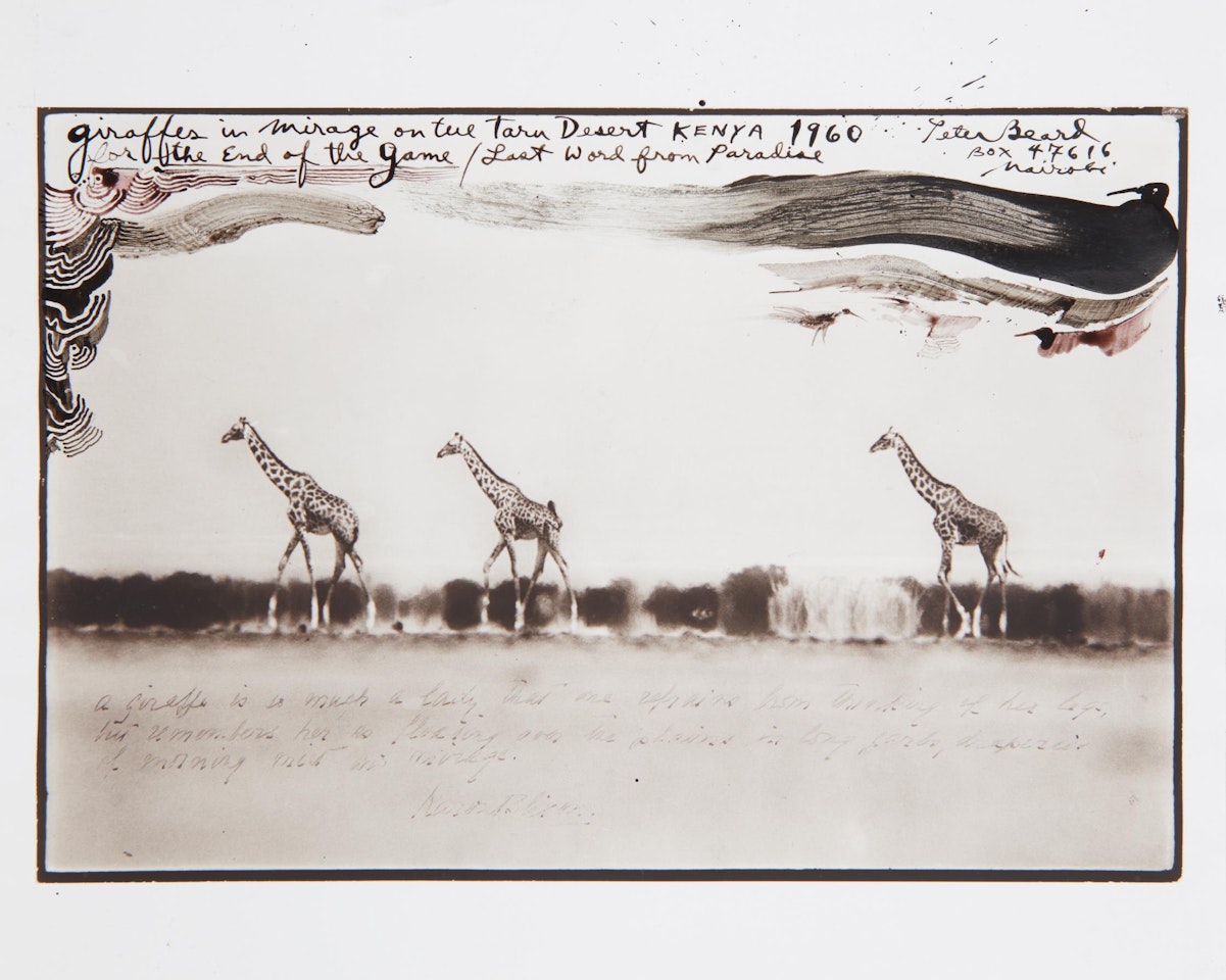 Giraffes in Mirage on the Tara Desert Kenya for the End of the Game/Last Word from Paradise by Peter Beard