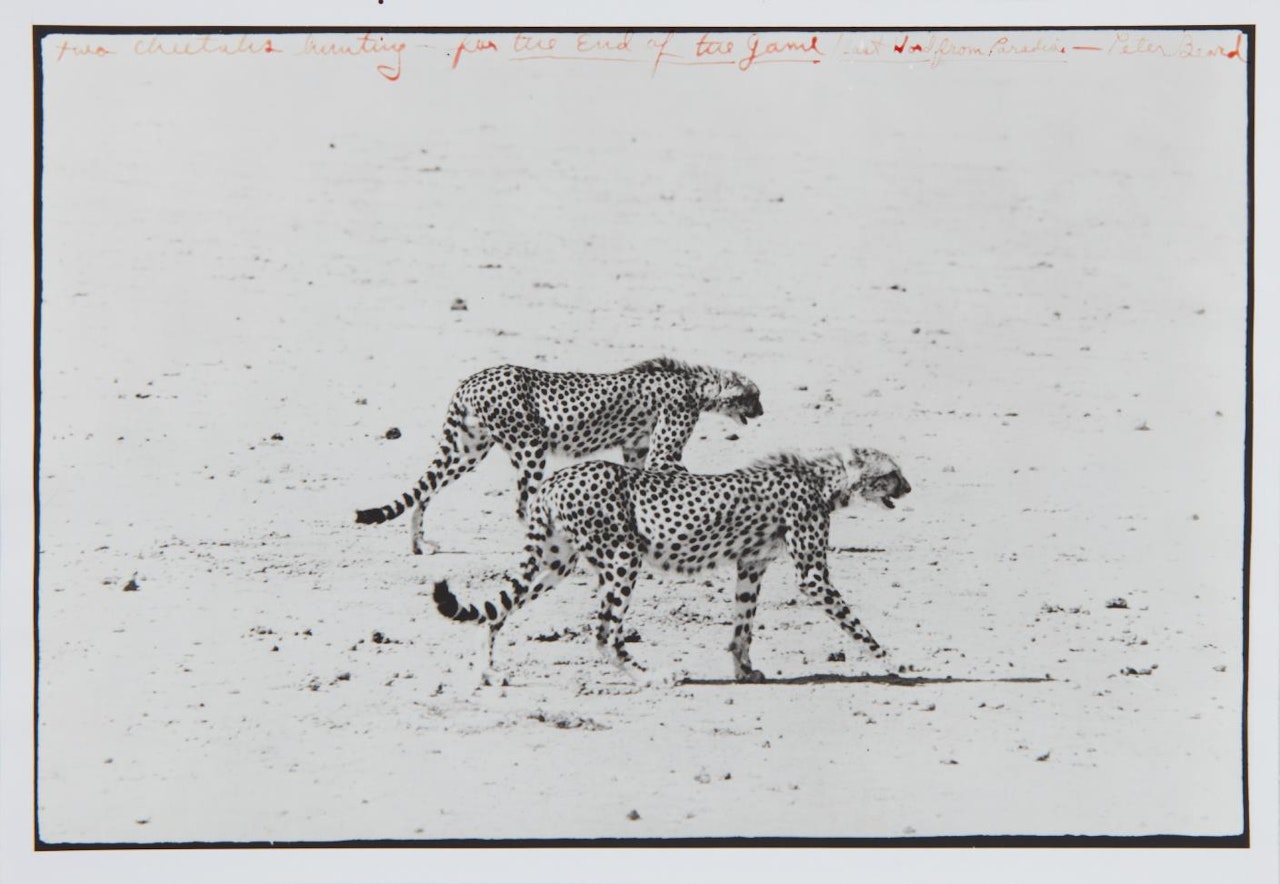 Two Cheetahs hunting for the End of the Game/Last Word from Paradise by Peter Beard