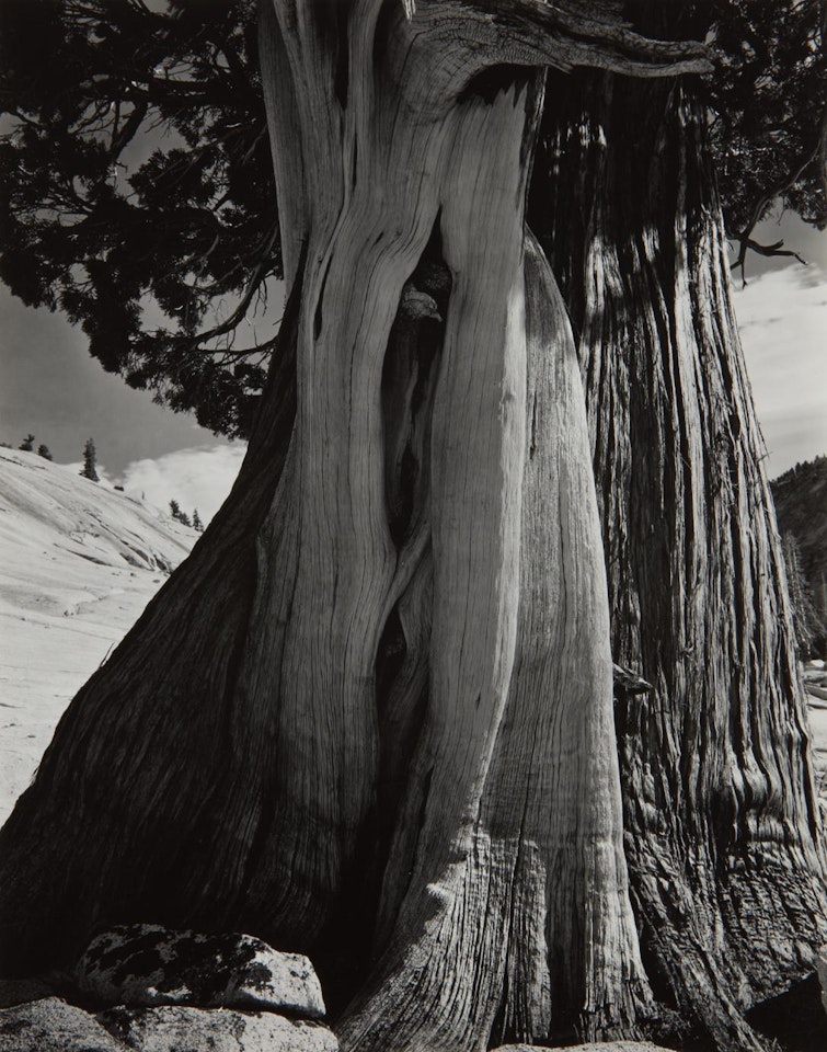 Juniper, Sierra Nevada by Edward Weston