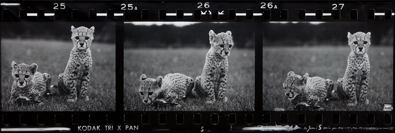 Orphaned Cheetah Cubs (Last Word from Paradise), Mweiga Park Headquarters, near Nyeri, Kenya by Peter Beard