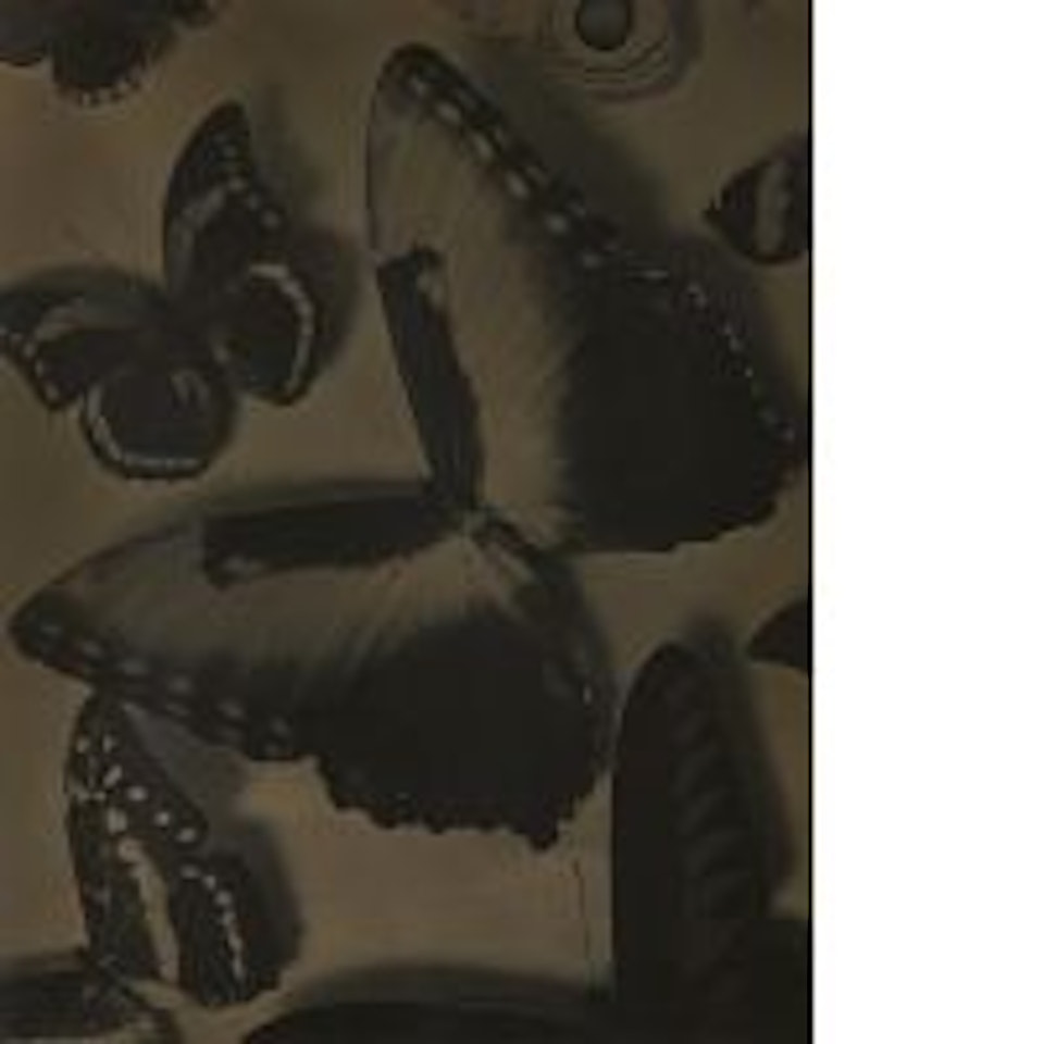 Butterflies by Man Ray