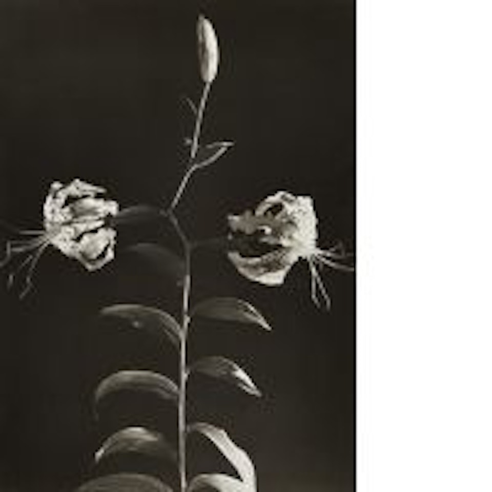 Untitled (flowers) by Dora Maar
