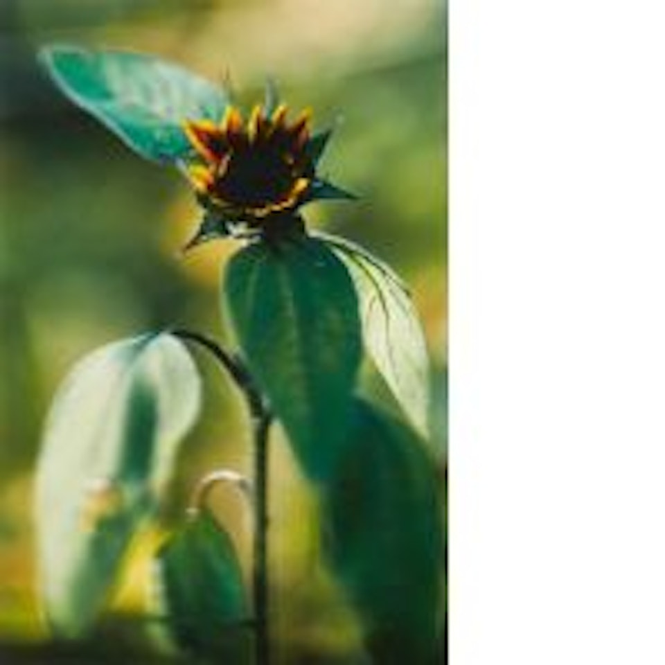 Kleine Sonnenblume Mit Scwarzen Kernen No. 16 (Plant No. 16, Small Sunflower with black kernel) by Thomas Struth
