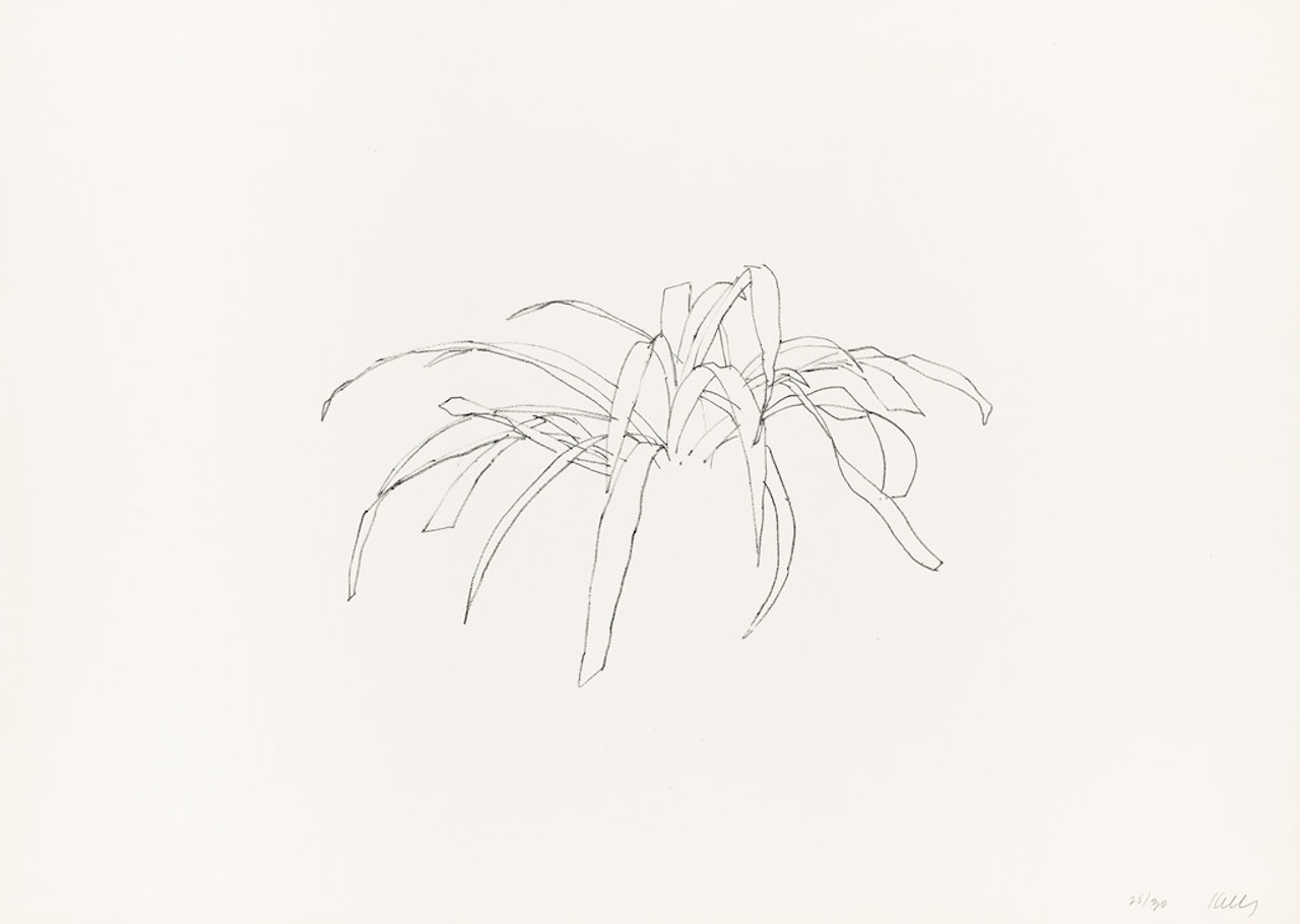 Leaves by Ellsworth Kelly