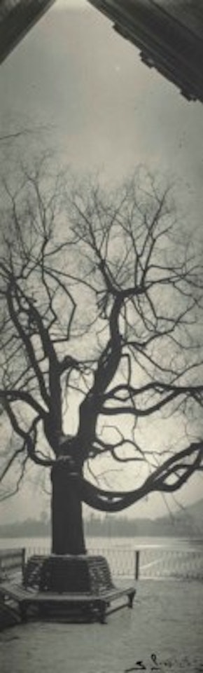 Sans titre, Étude d'arbre by Josef Sudek