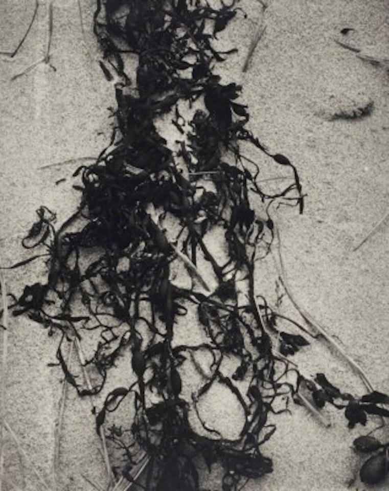 Kelp-Varech, New England by Paul Strand