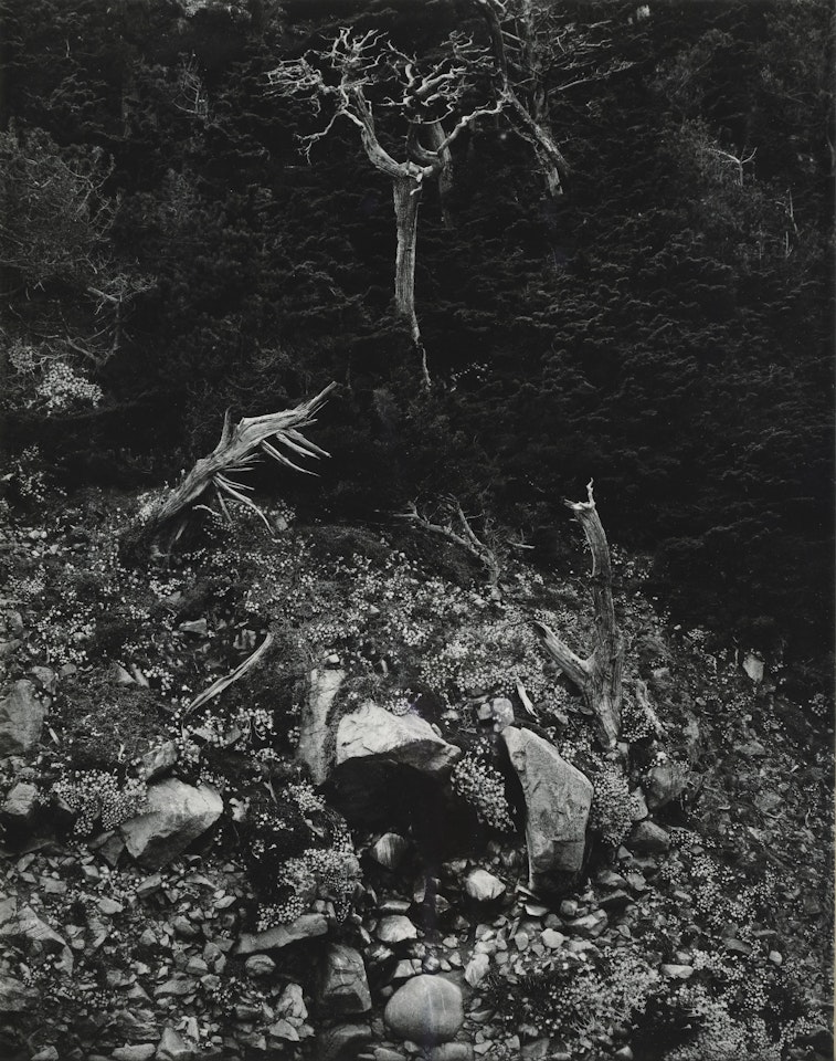 POINT LOBOS, 1946 by Edward Weston