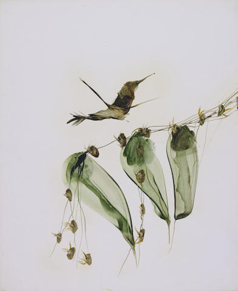 Hummingbird and Vine by Sidney Nolan