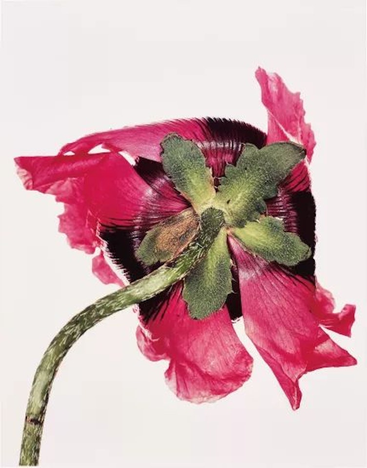 Single Oriental Poppy, New York by Irving Penn