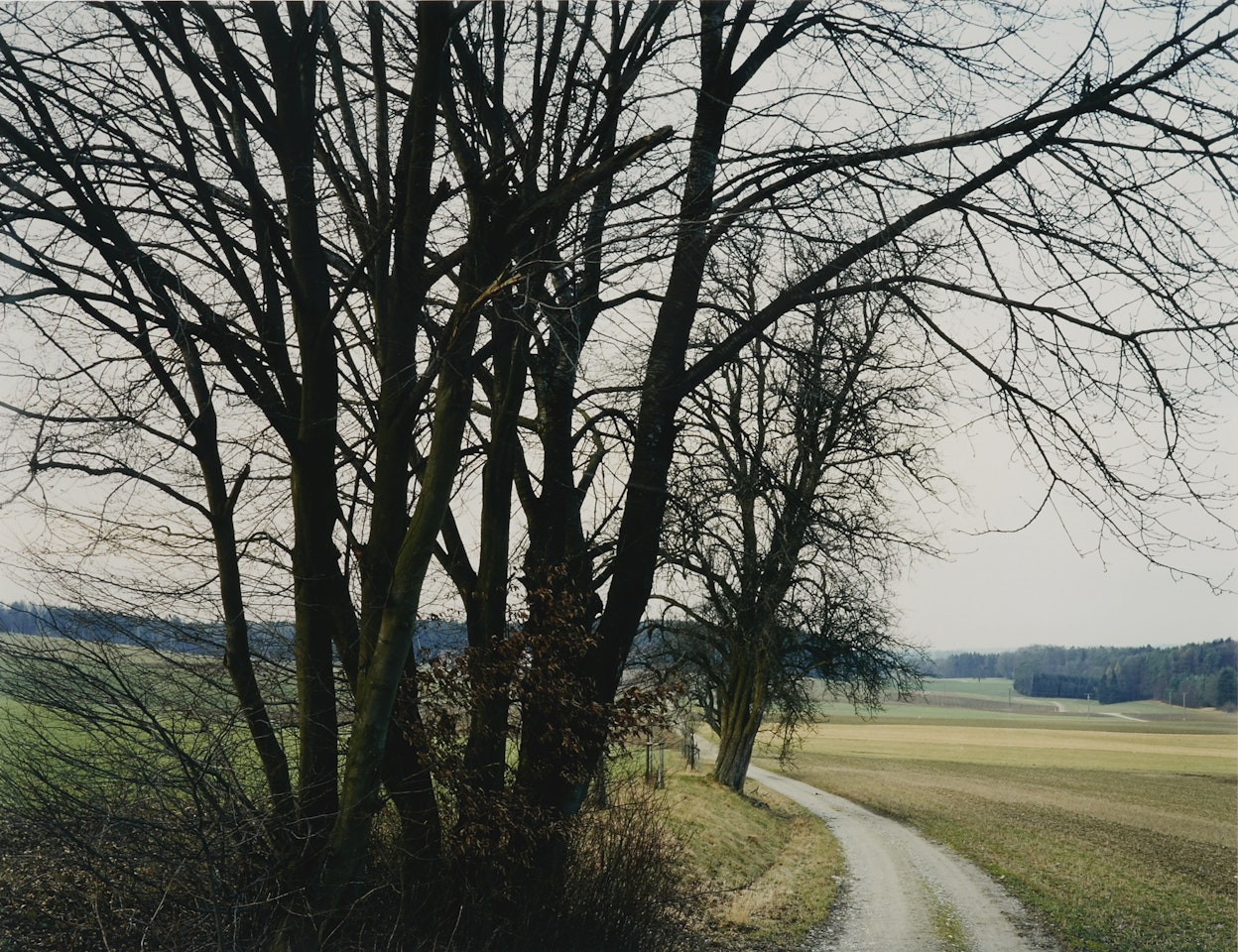 BAUMGRUPPE BEI RUTSCHWIL NO. 25, WINTERTHUR by Thomas Struth