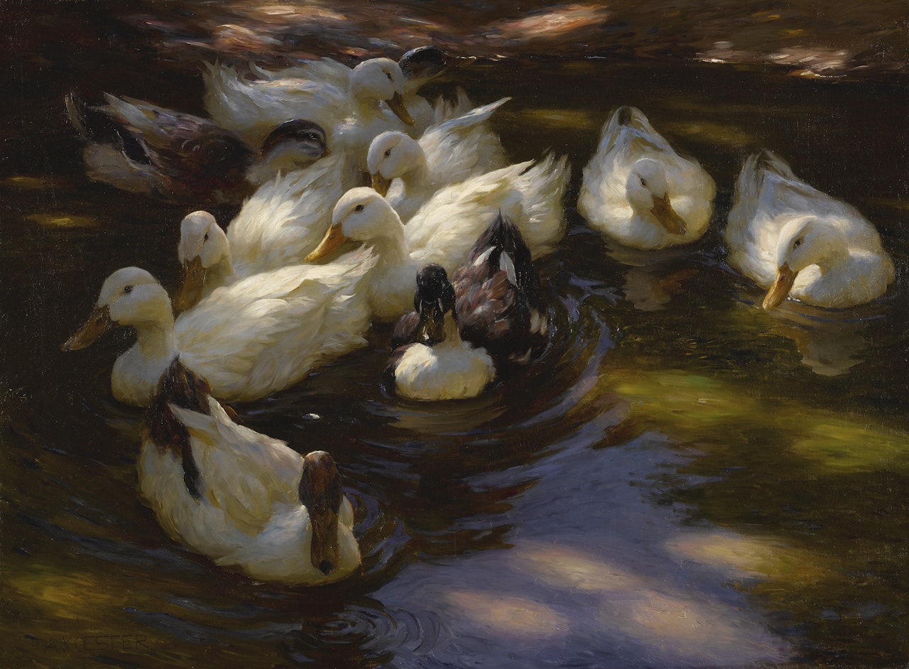 DUCKS IN THE MORNING SUN by Alexander Koester