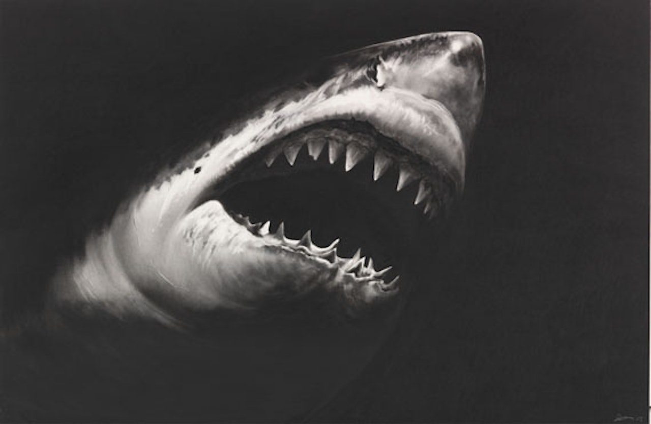 Untitled (Shark 15) by Robert Longo