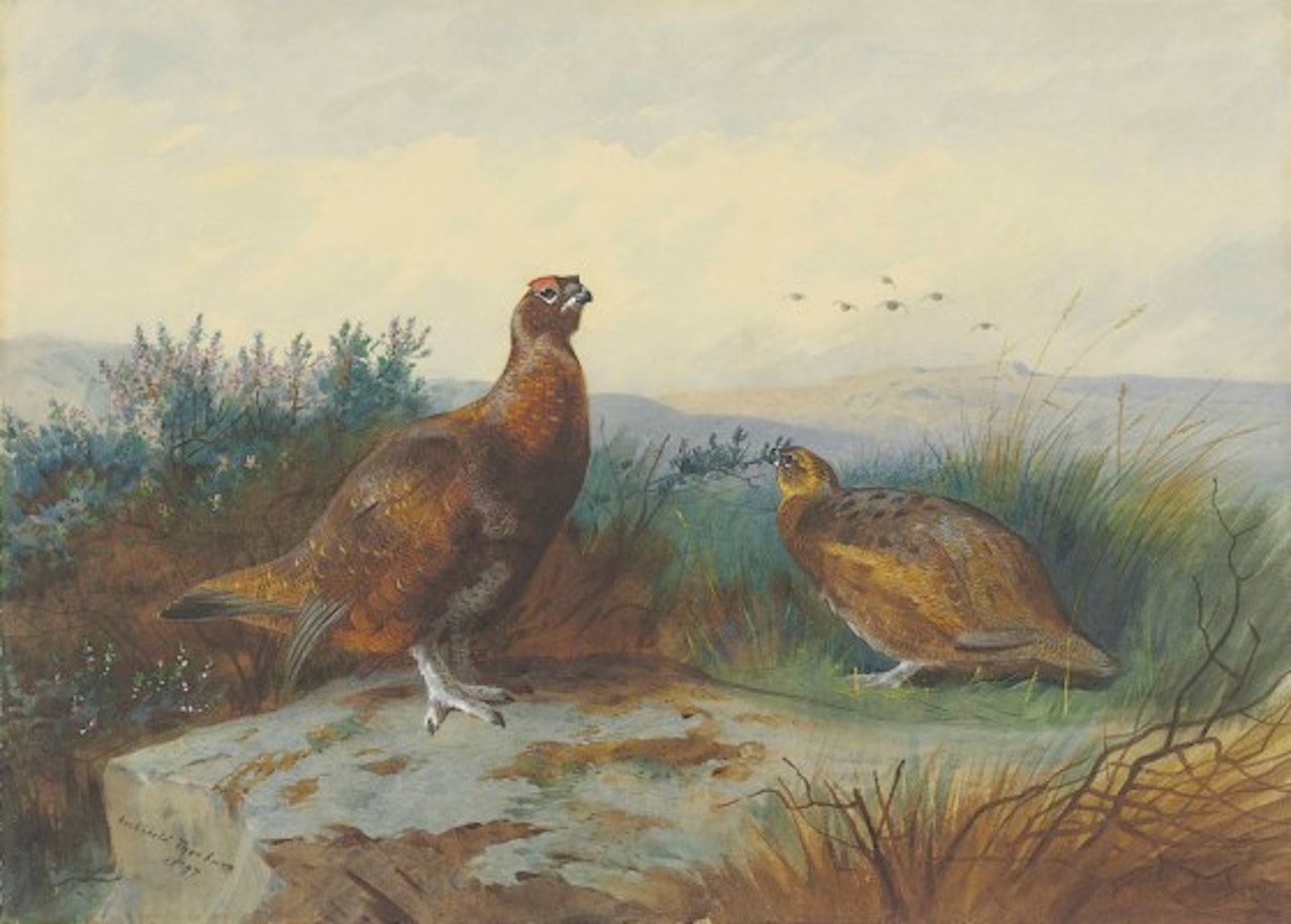 A pair of red grouse in moorland by Archibald Thorburn